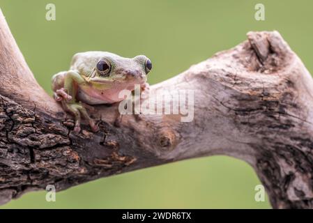 White Tree Frog, Litoria Caerulea, perched on a branch, against a soft green background. Room for copy. Stock Photo
