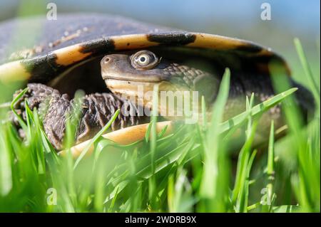 The eastern long-necked turtle (Chelodina longicollis) is an east Australian species of snake-necked turtle. Stock Photo