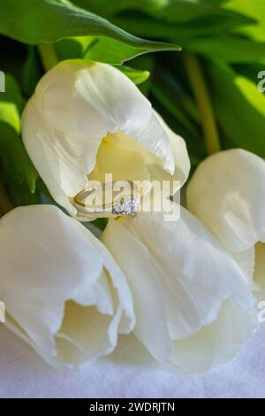 A bouquet of tulips lies on a white sheet illuminated by the sun Stock Photo