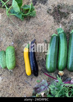 Colorful organic vegetable harvest gathered in garden Stock Photo