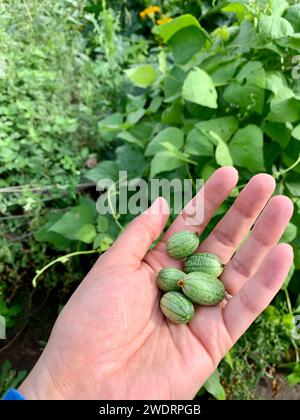 Homegrown and handpicked gherkin bounty in hand Stock Photo