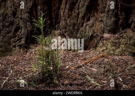 A Sequoia sprout grows at the foot of a sequoia Stock Photo