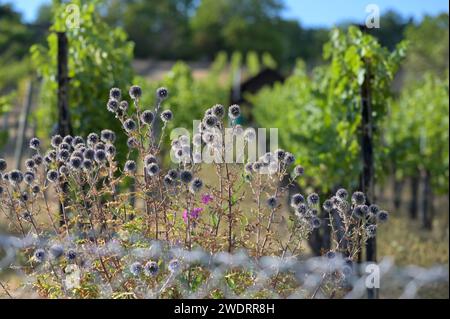 Flowering thistles on the fence against the light - background: vines with green leaves in the evening sun. Stock Photo