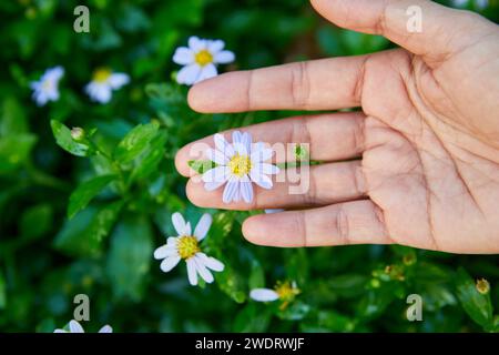 Close-up view of  woman hand touching white daisy flower Stock Photo