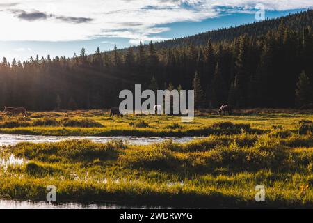 Horses enjoying the sunshine in Wyoming Countryside Stock Photo