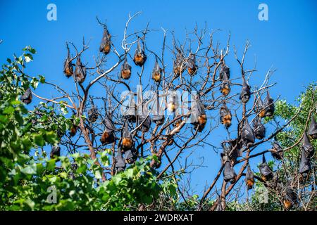 The grey-headed flying fox (Pteropus poliocephalus) is a megabat and the largest bat of Australia. Stock Photo