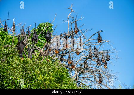 The grey-headed flying fox (Pteropus poliocephalus) is a megabat and the largest bat of Australia. Stock Photo