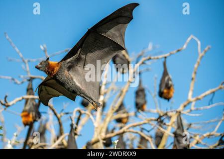 The grey-headed flying fox (Pteropus poliocephalus) is a megabat and the largest bat of Australia. Stock Photo