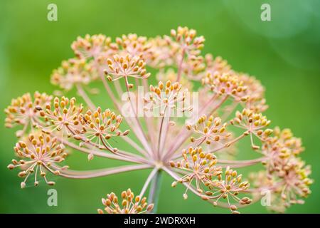 Close-up of ripe dill seeds on the dried plant. Stock Photo
