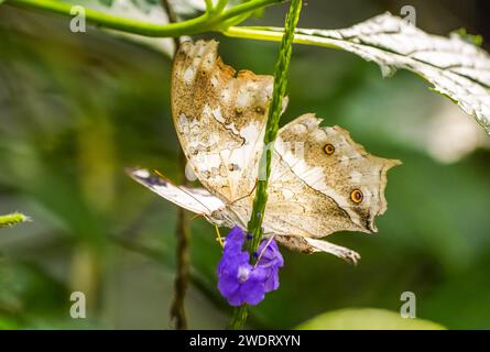 Brown yellow butterfly on a plant. Close-up of the insect. Stock Photo