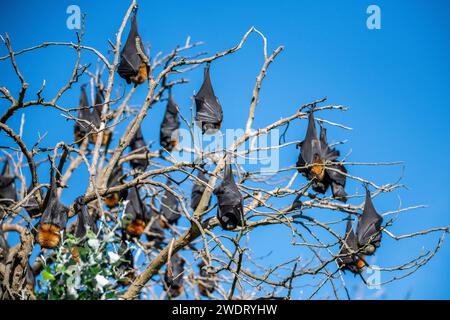 The grey-headed flying fox (Pteropus poliocephalus) is a megabat and the largest bat of Australia. Stock Photo