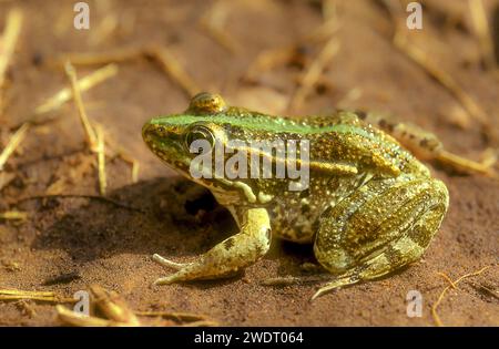 Levant water frog Stock Photo