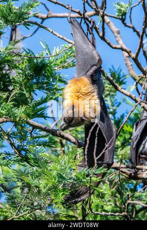 The grey-headed flying fox (Pteropus poliocephalus) is a megabat and the largest bat of Australia. Stock Photo