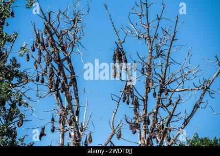 The grey-headed flying fox (Pteropus poliocephalus) is a megabat and the largest bat of Australia. Stock Photo