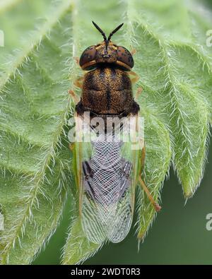 Dorsal view of Common Green Colonel soldier fly (Oplodontha viridula) on underside of plant leaf. Tipperary, Ireland Stock Photo