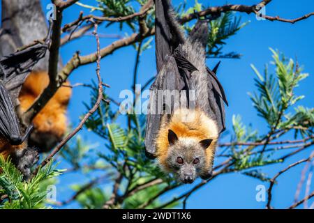 The grey-headed flying fox (Pteropus poliocephalus) is a megabat and the largest bat of Australia. Stock Photo