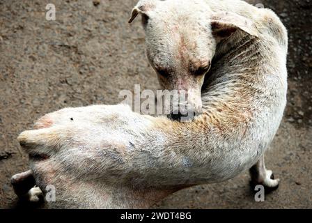 Dogs die due to bad environment. This is the grim reality of stray dogs living near Park Circus in central Kolkata- who are dying everyday because of industrial pollution from leather factories. According to a report by the National Environmental Engineering Research Institute, presence of chrome-based tanning among Kolkata tanners, with inappropriate wastewater drainage and collection systems, was causing serious environmental, health and hygiene problems. Several units are still functioning illegally in the Tangra & char number-park circus area. Kolkata, West Bengal, India. Stock Photo