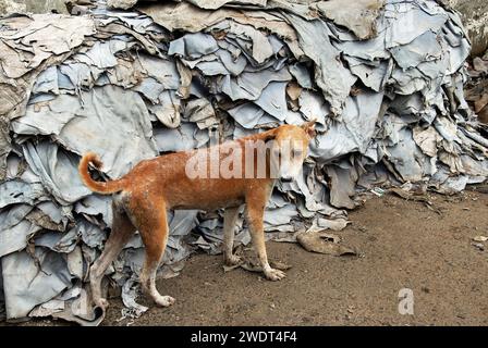 Dogs die due to bad environment. This is the grim reality of stray dogs living near Park Circus in central Kolkata- who are dying everyday because of industrial pollution from leather factories. According to a report by the National Environmental Engineering Research Institute, presence of chrome-based tanning among Kolkata tanners, with inappropriate wastewater drainage and collection systems, was causing serious environmental, health and hygiene problems. Several units are still functioning illegally in the Tangra & char number-park circus area. Kolkata, West Bengal, India. Stock Photo