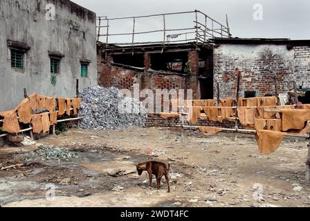 Dogs die due to bad environment. This is the grim reality of stray dogs living near Park Circus in central Kolkata- who are dying everyday because of industrial pollution from leather factories. According to a report by the National Environmental Engineering Research Institute, presence of chrome-based tanning among Kolkata tanners, with inappropriate wastewater drainage and collection systems, was causing serious environmental, health and hygiene problems. Several units are still functioning illegally in the Tangra & char number-park circus area. Kolkata, West Bengal, India. Stock Photo