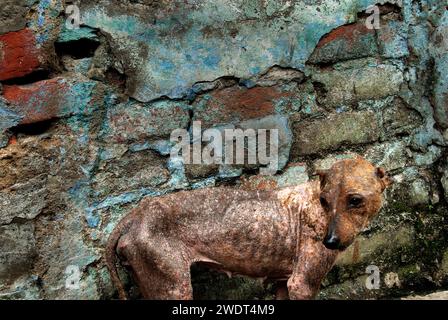 Dogs die due to bad environment. This is the grim reality of stray dogs living near Park Circus in central Kolkata- who are dying everyday because of industrial pollution from leather factories. According to a report by the National Environmental Engineering Research Institute, presence of chrome-based tanning among Kolkata tanners, with inappropriate wastewater drainage and collection systems, was causing serious environmental, health and hygiene problems. Several units are still functioning illegally in the Tangra & char number-park circus area. Kolkata, West Bengal, India. Stock Photo