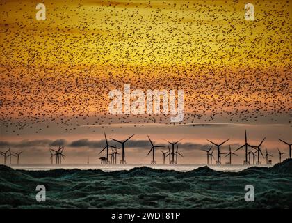 Sandscale Haws National Nature Reserve, starlings at sunset towards the Irish Sea and the distant Walney Offshore Wind Farm, Cumbria, England Stock Photo