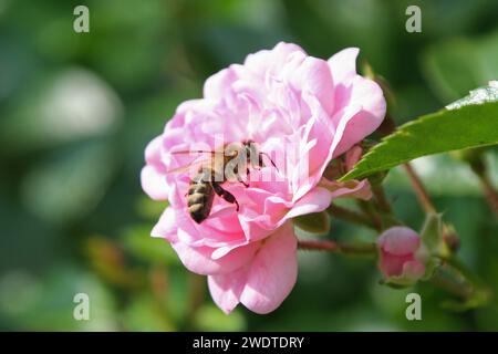 Bee on a Rose Stock Photo