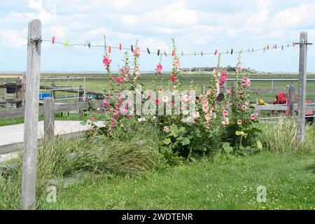 Clothes Line and Common Hollyhocks Stock Photo