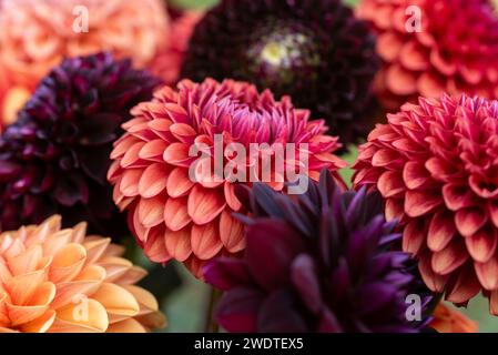 Dahlia blooms background. Colorful dahlia flowers close up. Floral background. Stock Photo