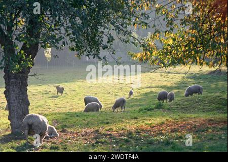 Sheep on the meadow Stock Photo