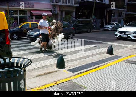 Buenos Aires, Argentina, Street seller with his stock of Feather dusters consisting of large Rhea feathers. Stock Photo