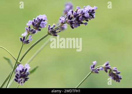 Lavender's blue Stock Photo