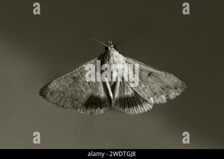 Helicoverpa armigera, Cotton Bollworm Moth Stock Photo