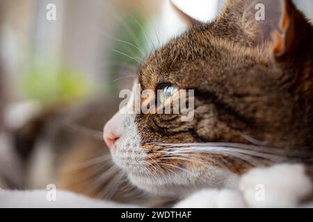 Cute Tabby on cat bed. Shaun Fellows / Ģ����ý Stock Photo