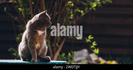 a gray cat sits beautifully with a blurred background. High quality photo Stock Photo