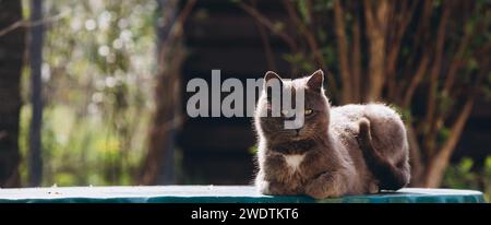 a gray cat sits beautifully with a blurred background. High quality photo Stock Photo