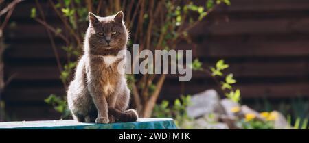 a gray cat sits beautifully with a blurred background. High quality photo Stock Photo
