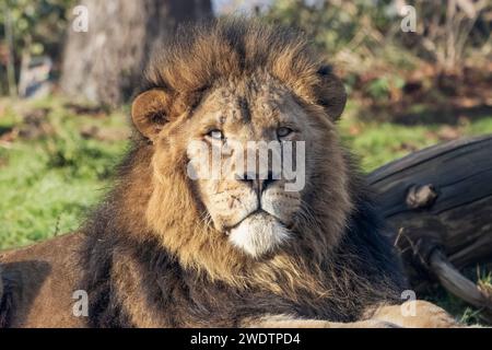 African Lion portrait Stock Photo