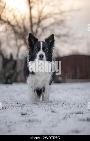 Standing Border Collie in Snow Covered Garden. Black and White Dog in Cold Weather. Vertical Winter Pet Outside. Stock Photo
