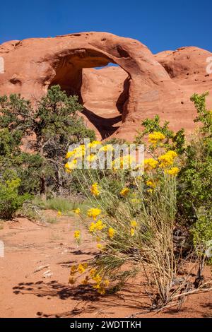 Broom snakeweed in front of Spiderweb Arch in the Monument Valley Navajo Tribal Park in Arizona. Stock Photo