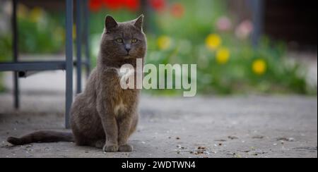a gray cat sits beautifully with a blurred background. High quality photo Stock Photo