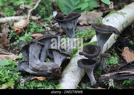 Craterellus cornucopioides, commonly known as the Horn of plenty, black chanterelle  or trumpet of the dead, wild mushroom from Finland Stock Photo