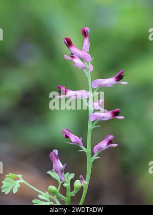 Fumaria officinalis, commonly known as earth smoke or common fumitory, wild flowering plant from Finland Stock Photo