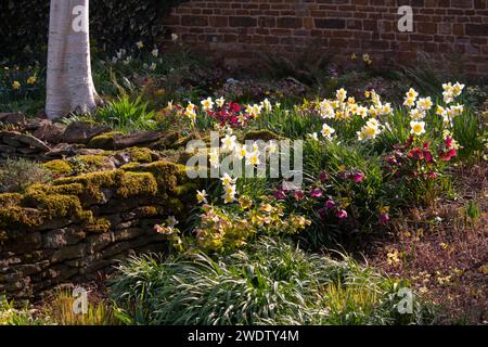 Hellebores and Narcissus beside a moss covered stone wall. Stock Photo