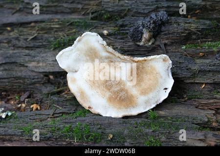 Postia fragilis, known as the Brown-staining Cheese Polypore, wild bracket fungi from Finland Stock Photo