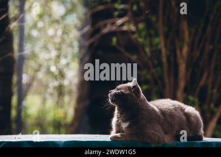 a gray cat sits beautifully with a blurred background. High quality photo Stock Photo