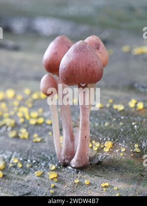 Mycena haematopus, commonly known as bleeding fairy helmet, burgundydrop bonnet or bleeding Mycena, wild mushroom from Finland Stock Photo