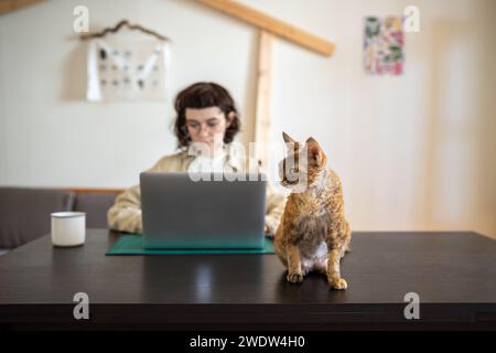 Devon rex cat sitting on table, waiting for amusement while pet owner works on computer, studies Stock Photo
