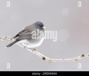 A small Gray junco perches on a frost-covered branch in snowy landscape Stock Photo