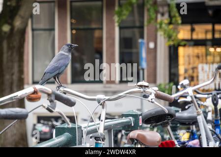 Jackdaw, Corvus monedula, perching on bicycle handlebars in Amsterdam. Stock Photo