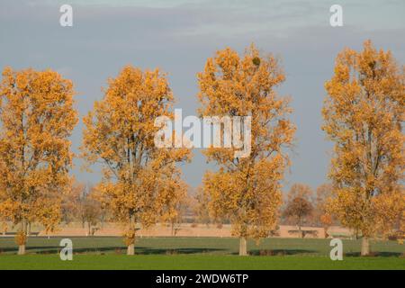 Four Poplars in a Row Stock Photo